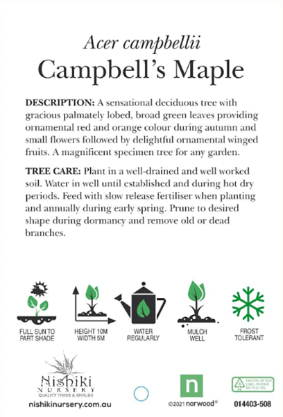 Acer campbellii Campbells Maple Rear