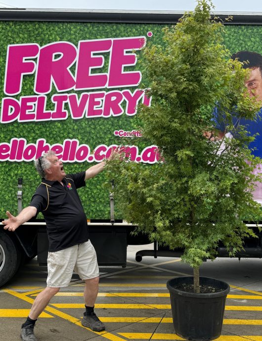 A man standing in front of an Acer palmatum 'Japanese Maple' 24" Pot.