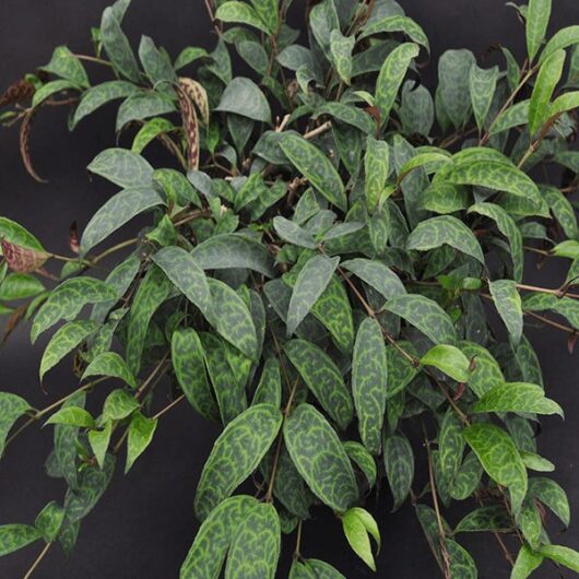 Aeschynanthus longicaulis 'Black Pagoda' (Lipstick Plant) Basket Vine