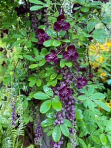 Akebia longeracemosa Chocolate Vine