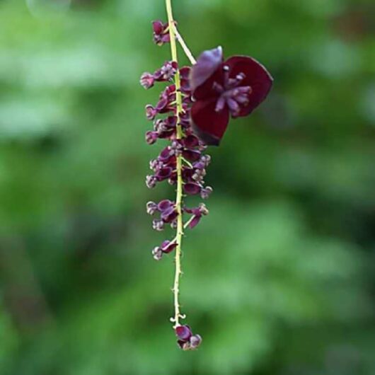 Akebia longeracemosa Chocolate Vine flower