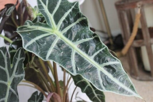 Alocasia 'Polly' Elephant Ear alocasia amazonica 1