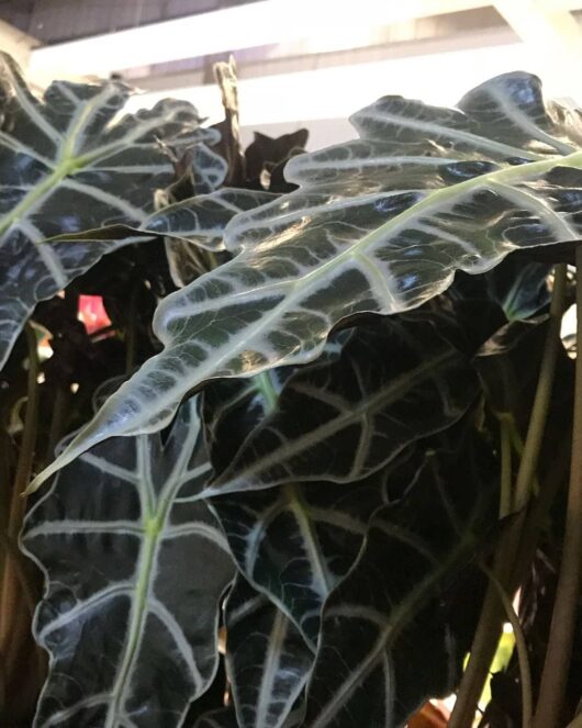 Alocasia 'Polly' Elephant Ear alocasia amazonica