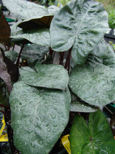 Alocasia 'Yucatan Princess'