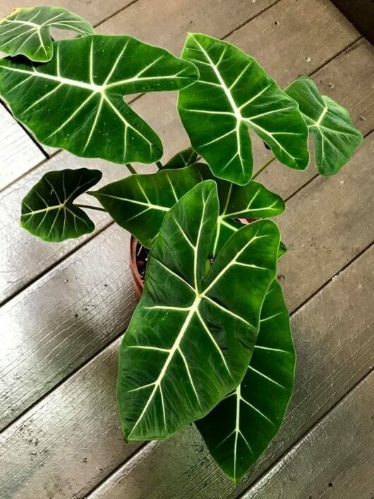 Alocasia micholitziana 'Green Velvet'