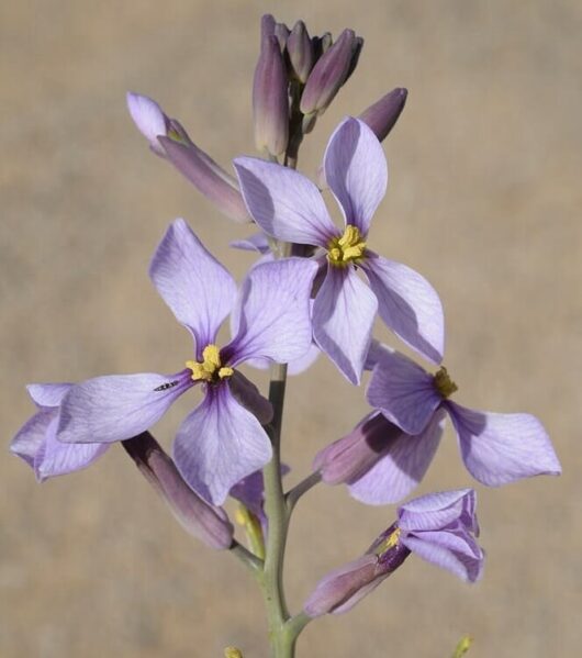 Arthropodium 'Chocolate Lily' 6" Pot