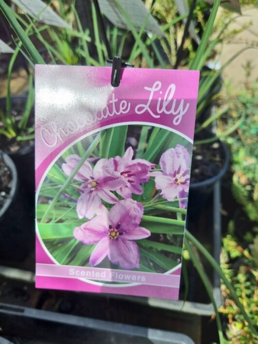 Arthropodium 'Chocolate Lily' 6" Pot