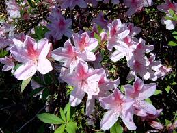 Azalea 'Pink Lace'