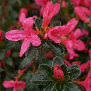 Azalea kurume 'Princess Maude' 6" Pot