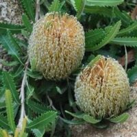Banksia serrata pygmy possum 1