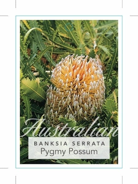 Banksia serrata pygmy possum