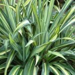 Beschorneria yuccoides variegated Mexican Lily foliage