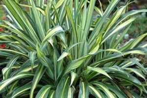 Beschorneria yuccoides variegated Mexican Lily foliage