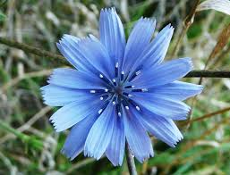 Chicory 1