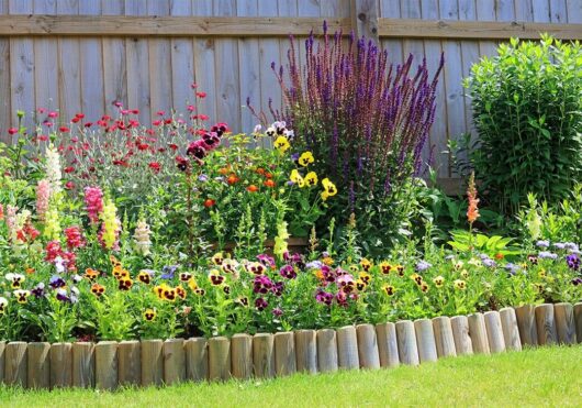 Cottage Plants Package 12 x 6" Pot Growers Flash Sale!