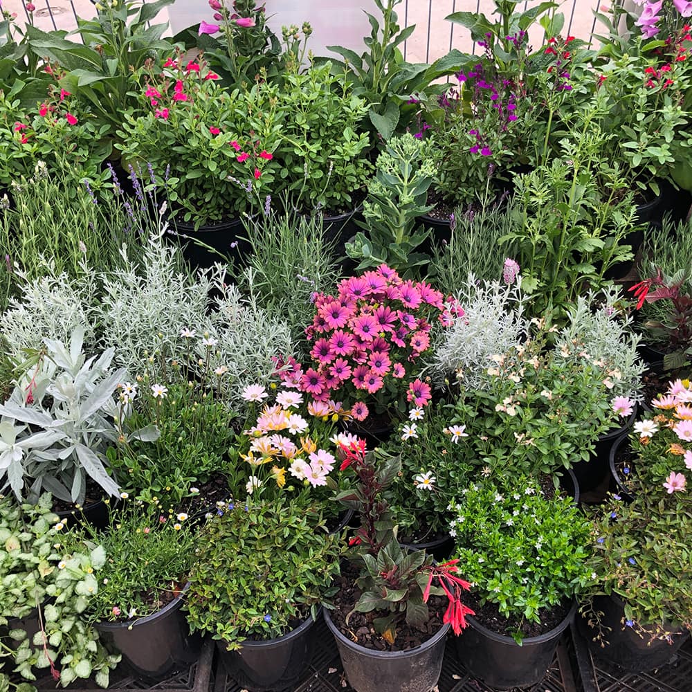 Gardens for Everyone: Plants at less than wholesale prices