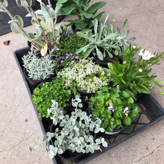 Cottage Plants Package 12 x 6" Pot Growers Flash Sale!