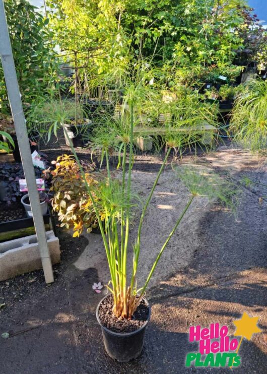 Cyperus 'Egyptian Papyrus'