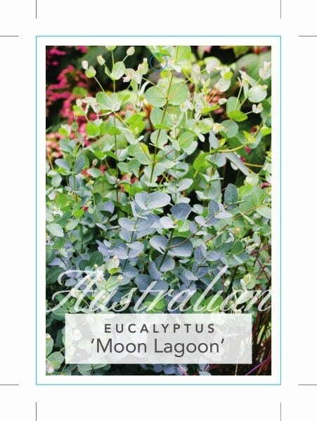 Eucalyptus latens 'Moon Lagoon'