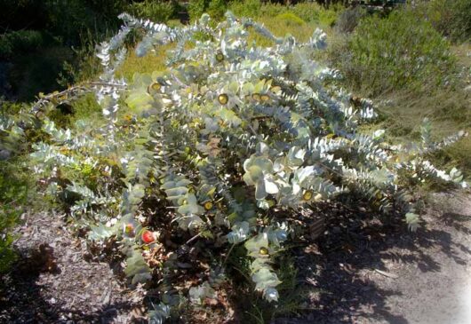 Eucalyptus macrocarpa (Mottlecah) 1