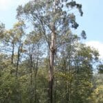 Eucalyptus regnans 'Mountain Ash Gum' (Swamp Gum)