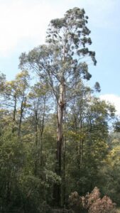 Eucalyptus regnans 'Mountain Ash Gum' (Swamp Gum)