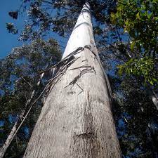 Eucalyptus regnans 'Mountain Ash Gum' (Swamp Gum)1