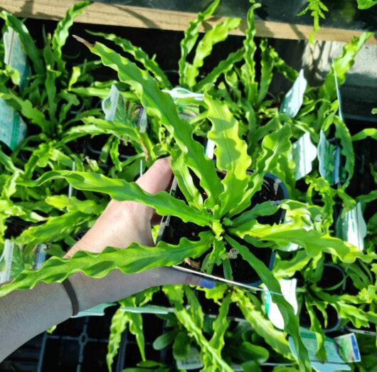 Asplenium 'Victoria' Japanese Birds Nest Fern 6" Pot