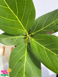 Ficus Audrey Foliage Watermark