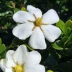 Gardenia Buttons Cape Jasmine