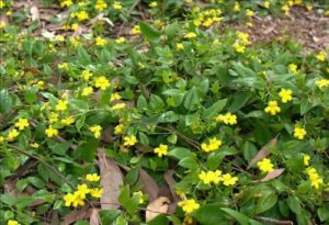 Goodenia ovata Gold Cover