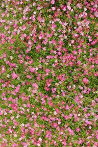 A cluster of pink flowers blooming, featuring delicate Gypsophila 'Creeping Pink' Baby's Breath