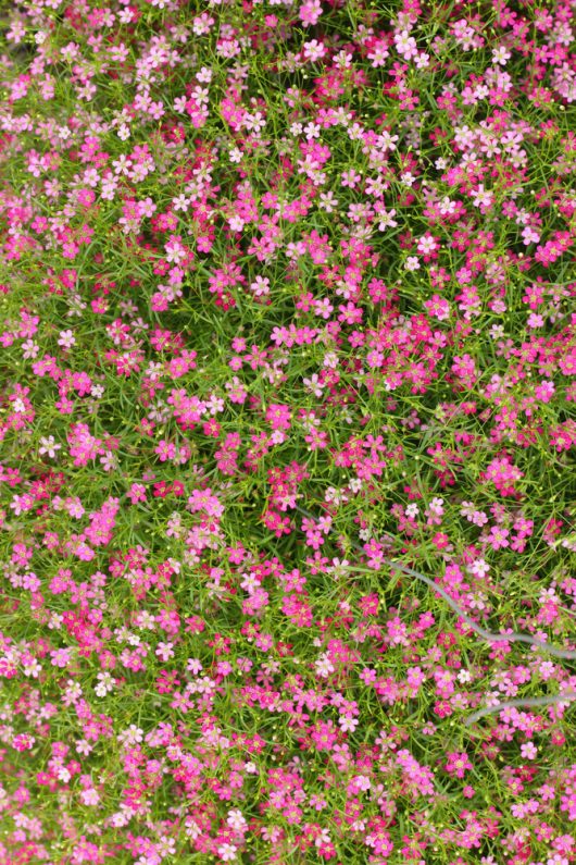 A cluster of pink flowers blooming, featuring delicate Gypsophila 'Creeping Pink' Baby's Breath