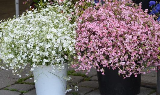 Gypsophila Baby's Breathe flowers white and pink in buckets ready for floral displays
