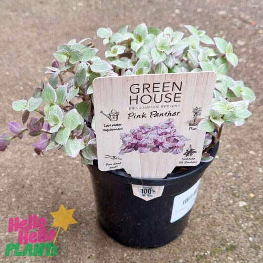 Hello Hello Plants Callisia ‘Pink Panther’ 5″ Pot