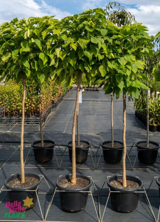 Hello Hello Plants Nursery Melbourne Victoria Australia Catalpa bignonioides nana Mop Top Catalpa Designer Mop Top Standard 1.8m tall 40cm Pot