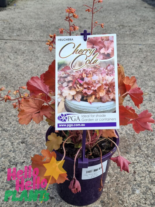 Heuchera 'Cherry Cola' Coral Bells 6" Pot