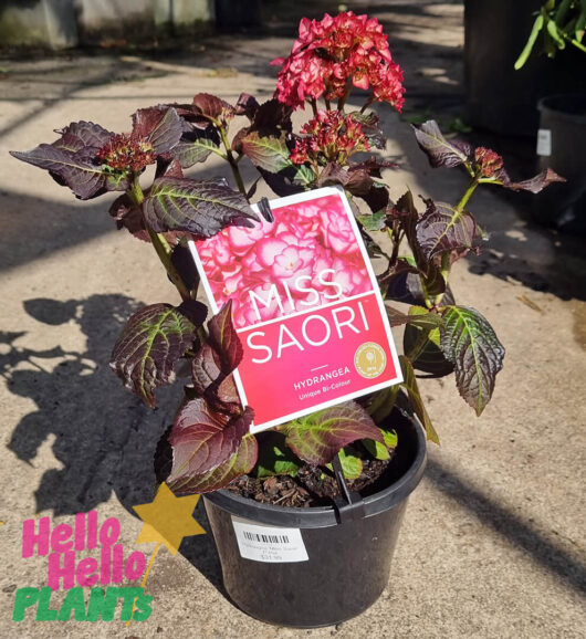 Hydrangea 'Miss Saori' 8" Pot