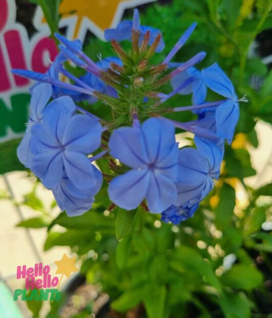 Plumbago auriculata 'Cape Plumbago'
