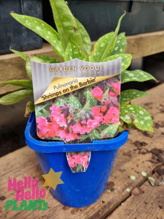 Pulmonaria 'Shrimps on the Barbie' 5" Pot