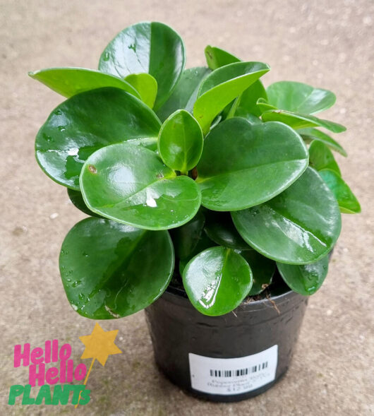 Hello Hello Plants Peperomia ‘Baby Rubber Plant’ 5″ Pot