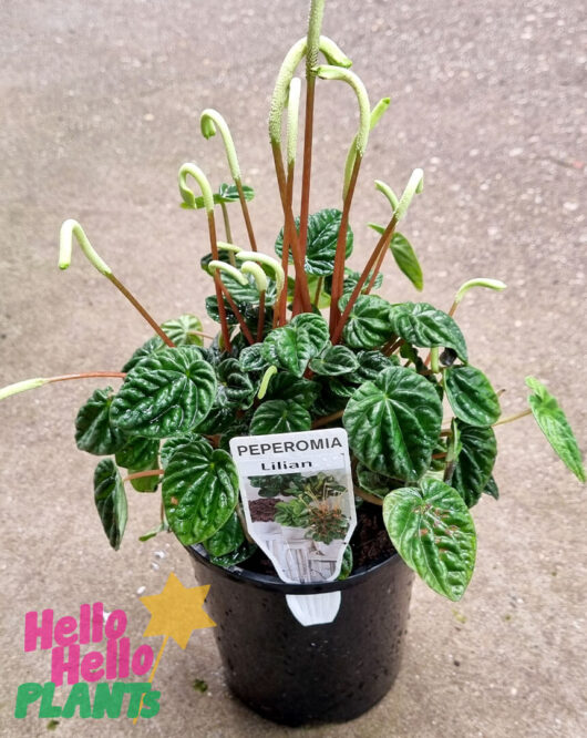 Hello Hello Plants Peperomia ‘Lilian’ 5″ Pot