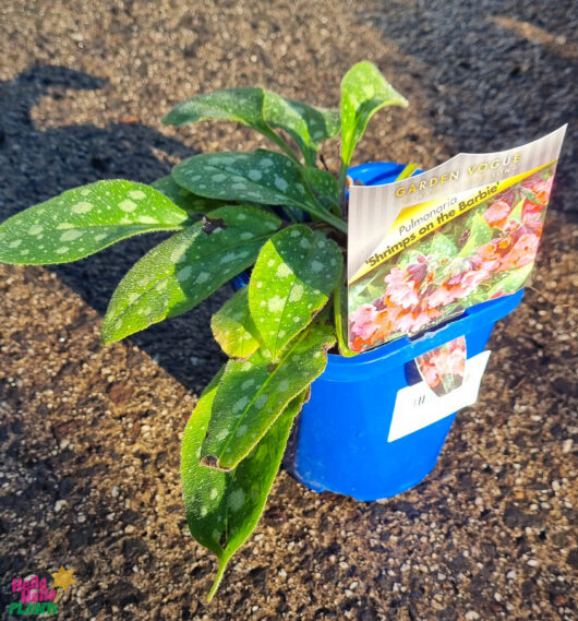 Pulmonaria 'Shrimps on the Barbie' 5" Pot