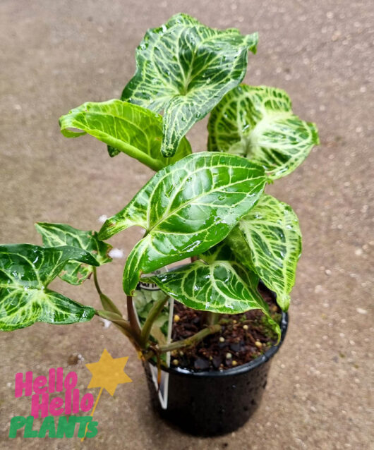 Hello Hello Plants Syngonium ‘Batik’ 5″ Pot