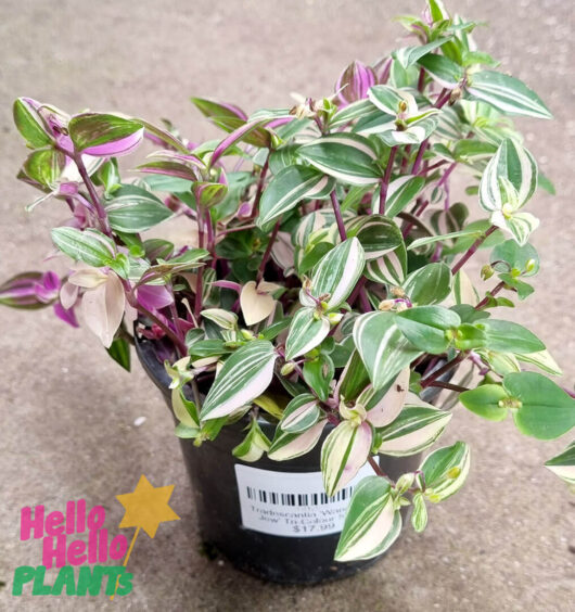 Hello Hello Plants Tradescantia ‘Wandering Jew’ Tri-Colour 5″ Pot