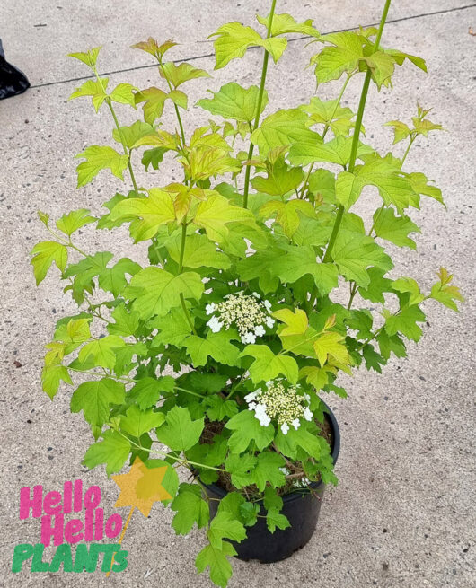 Hello Hello Plants Viburnum ‘Golden Guelder Rose’ 8″ Pot