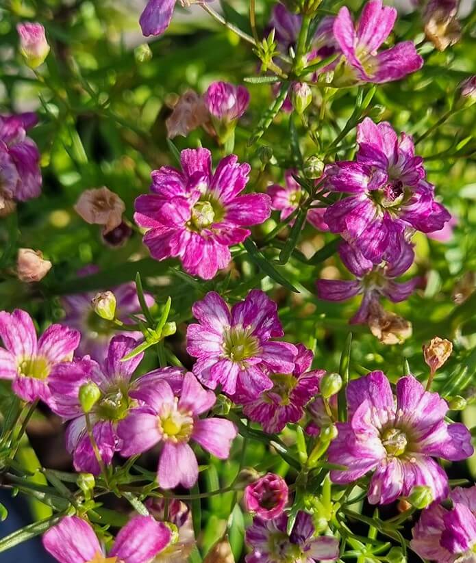 Gypsophila Rosea Creeping Pink Babys Breath – Renaissance Herbs