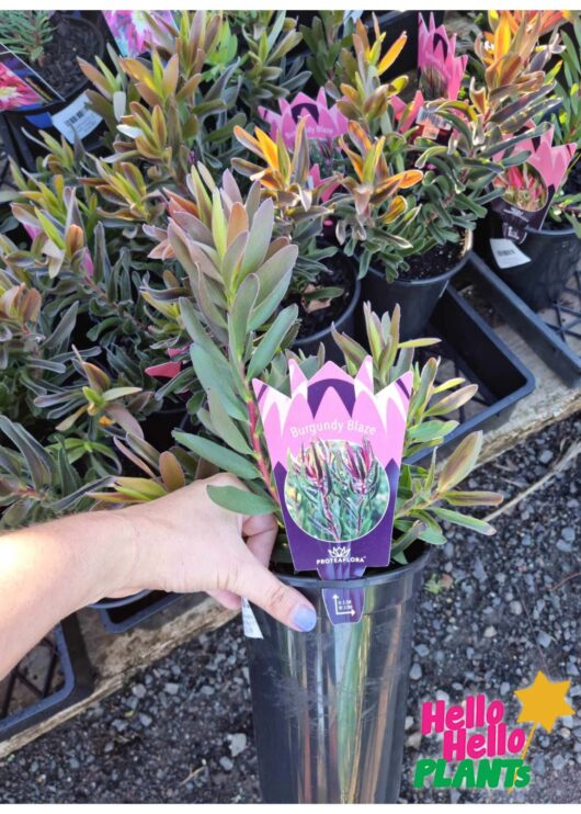 Leucadendron 'Burgundy Blaze' 6" Pot