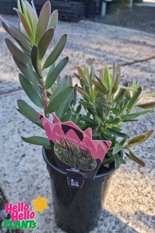 Leucadendron 'Burgundy Blaze' 6" Pot