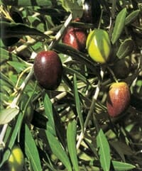 Olea europaea 'Mission' Olive 1